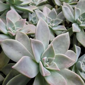 2-inch Graptopetalum Gray Ghost