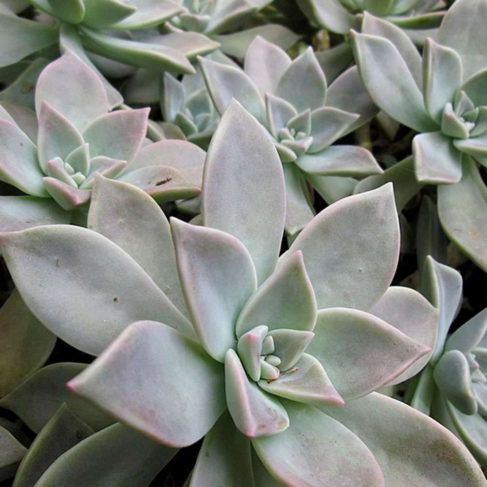 2-inch Graptopetalum Gray Ghost