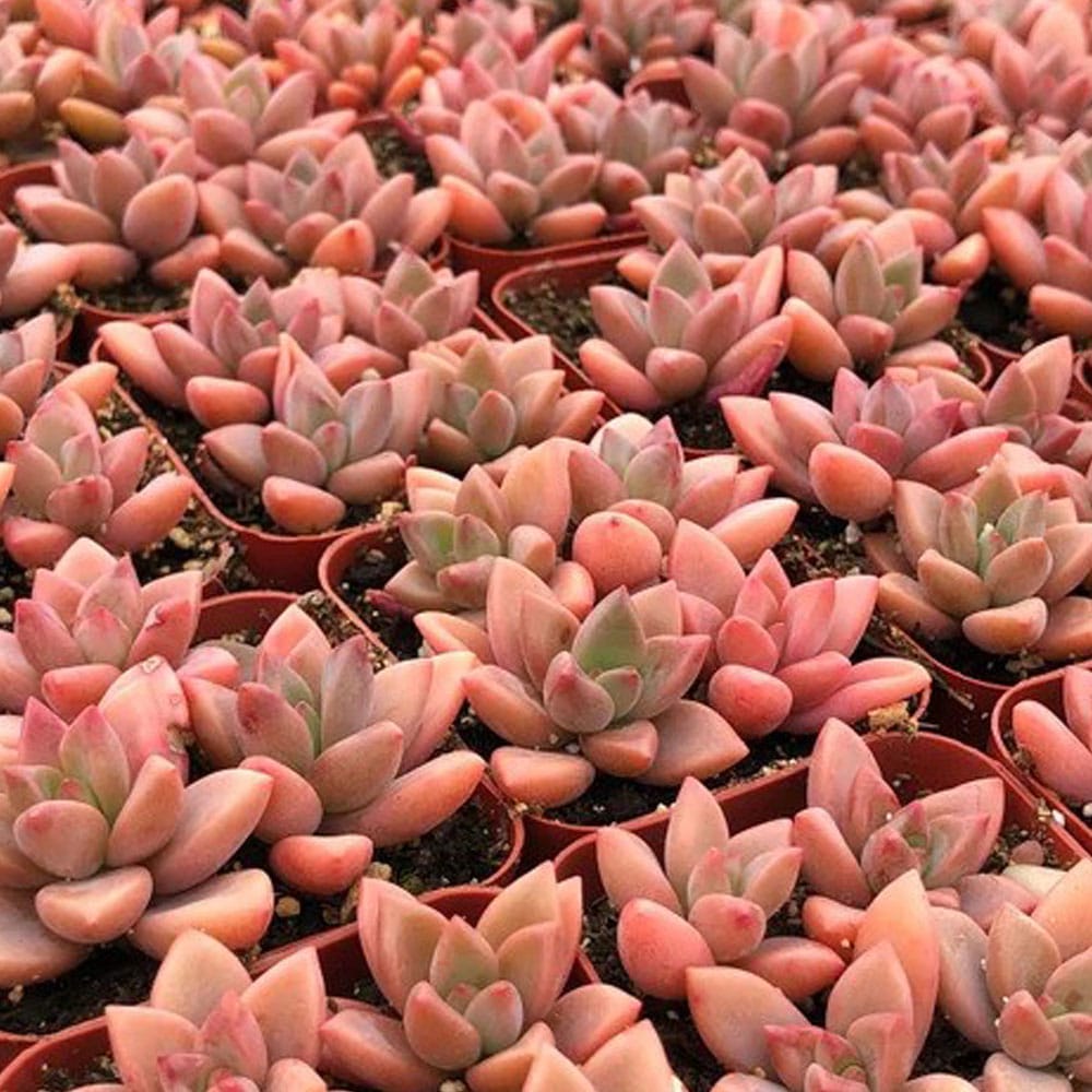 2-inch Graptosedum Vera Higgins