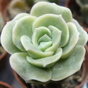 2-inch Echeveria Love Rose