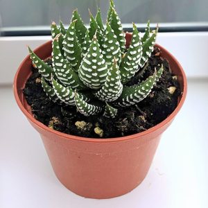 2-inch Haworthia Royal Albert