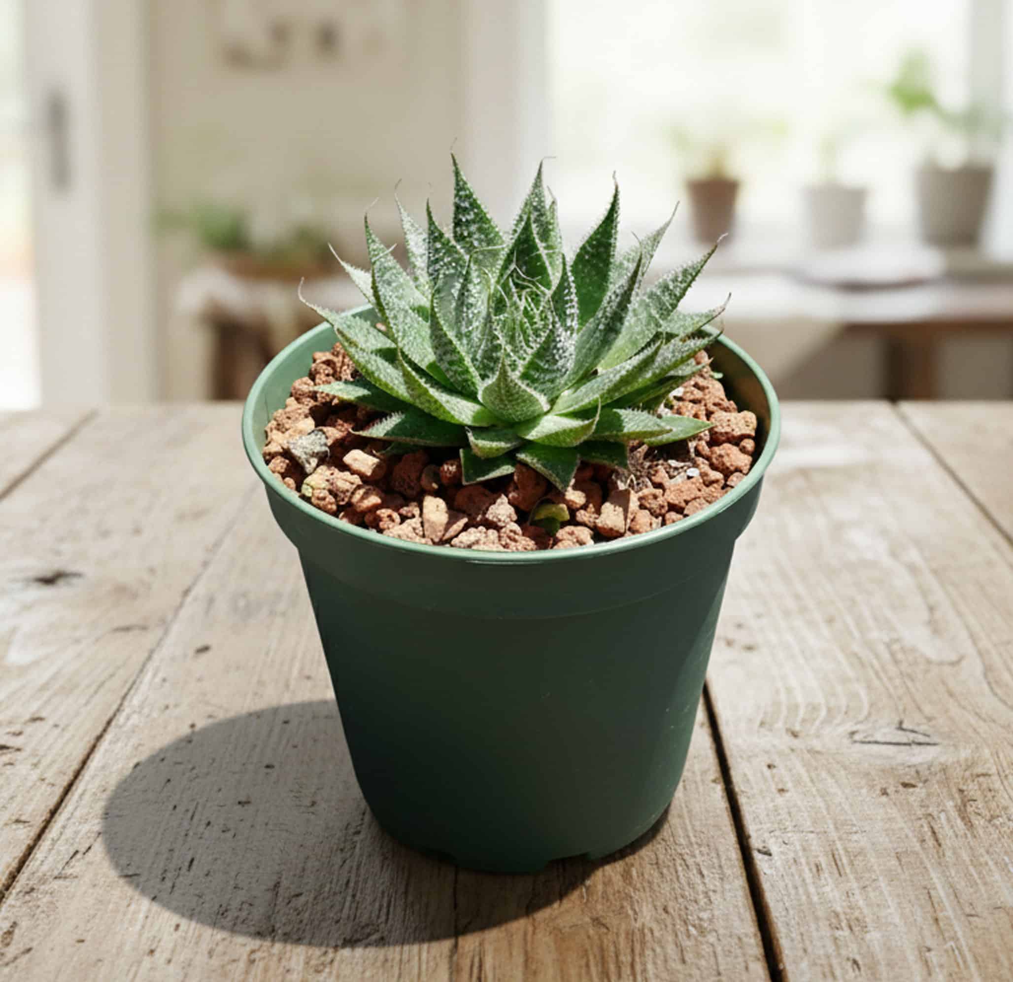 2-inch Haworthia Aristata