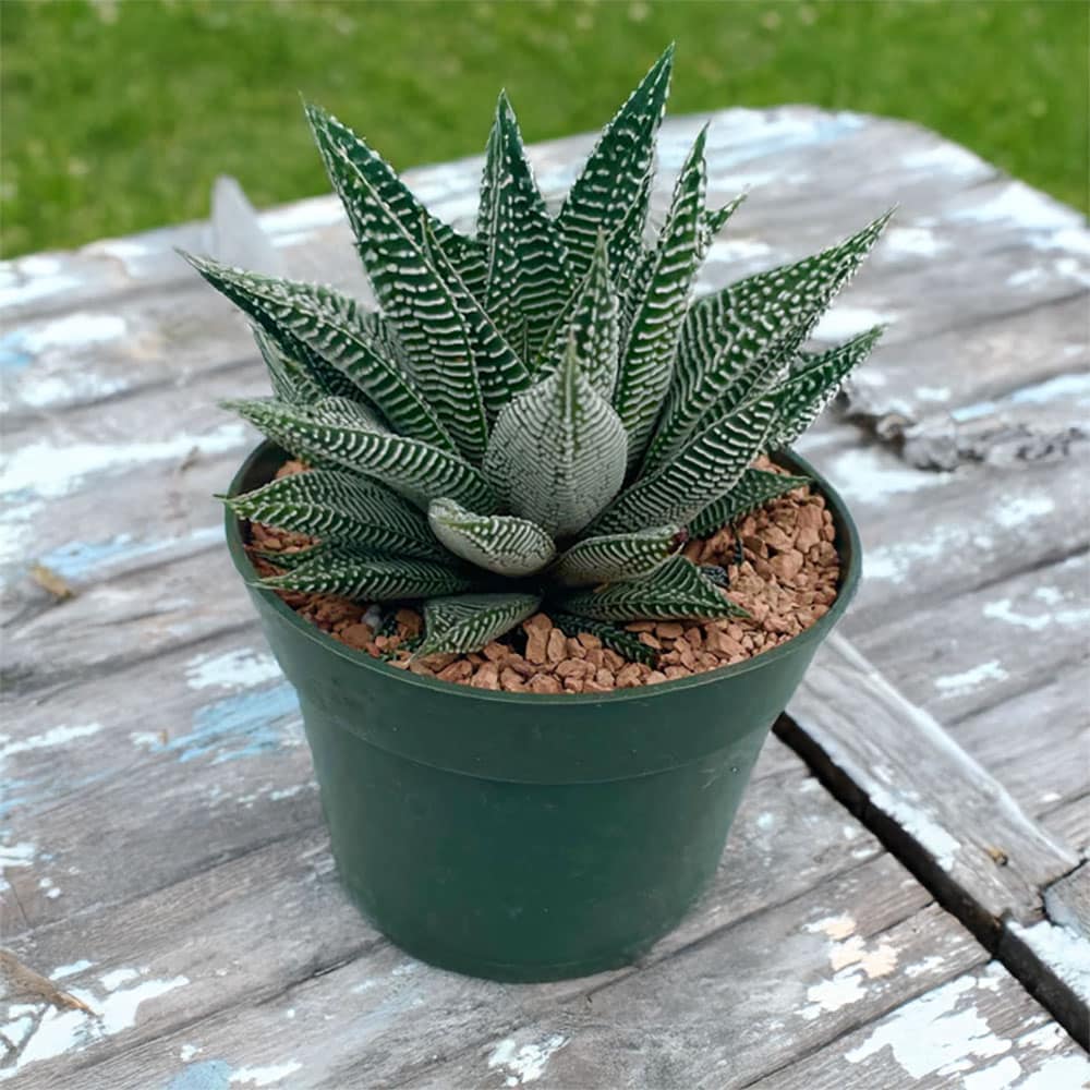 2-inch Haworthia Miami