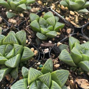 2-inch Haworthia Retusa