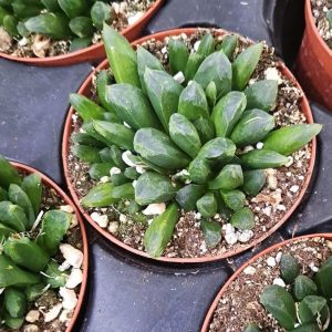 2-inch Haworthia Retusa Truncata