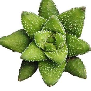 2-inch Haworthia Attenuata Enon