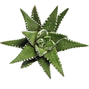 2-inch Haworthia Big Band