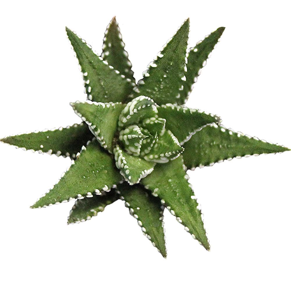 2-inch Haworthia Big Band