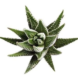 2-inch Haworthia Fasciata