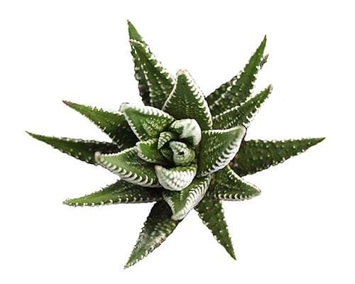 2-inch Haworthia Fasciata