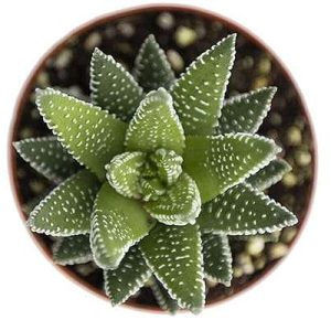 2-inch Haworthia Fasciata Ibrida