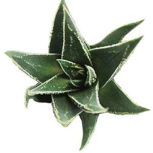 2-inch Haworthia Herbacea