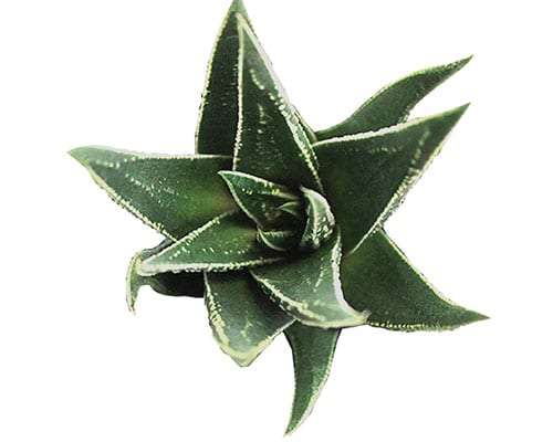 2-inch Haworthia Herbacea