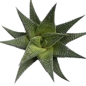 2-inch Haworthia Limifolia