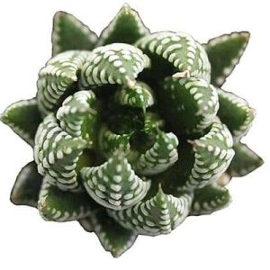 2-inch Haworthia Super Fasciata