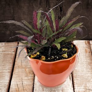 2-inch Dragons Tongue Plant