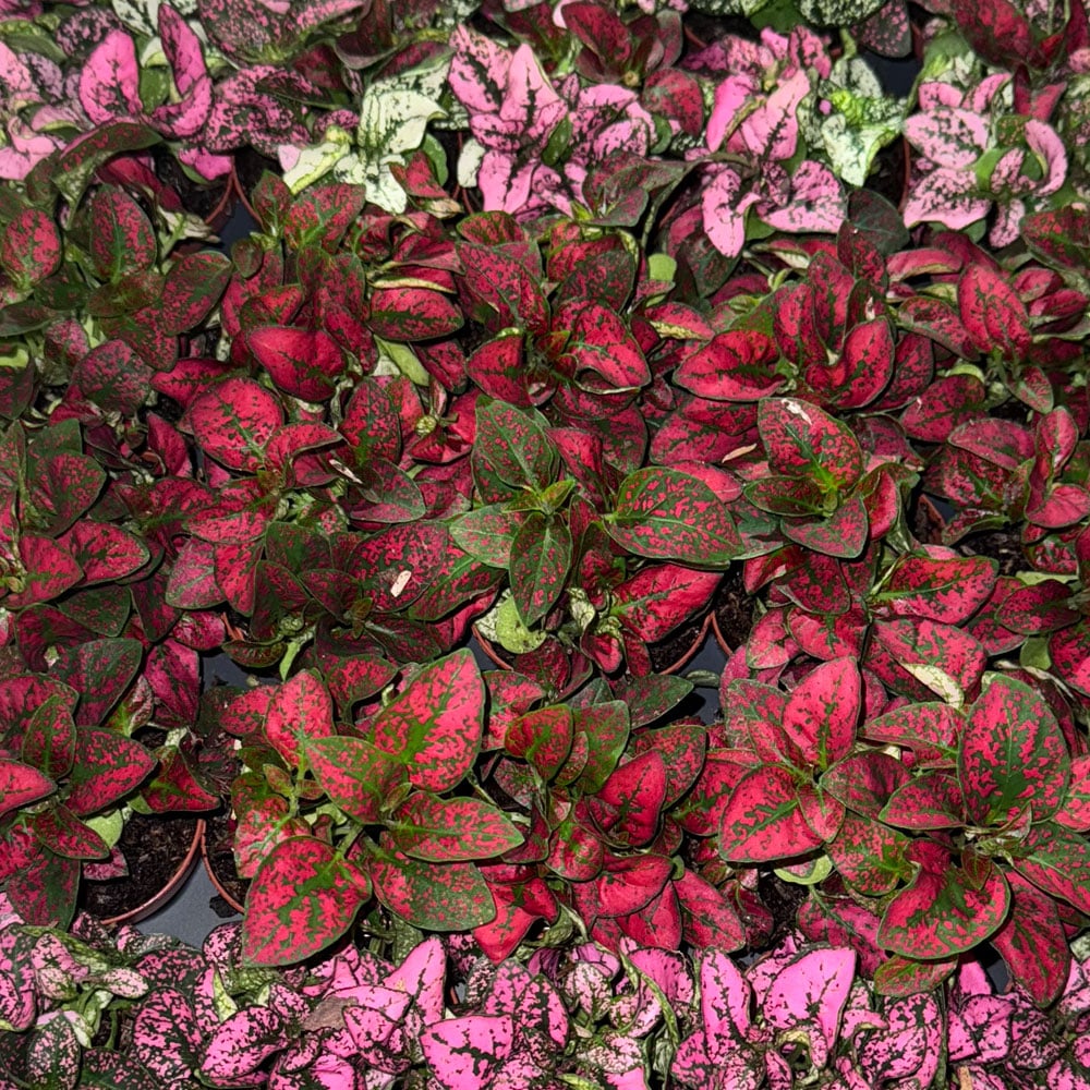 2-inch Hypoestes Tricolor Polka Dot