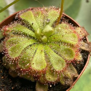 2-inch Drosera Spathulata