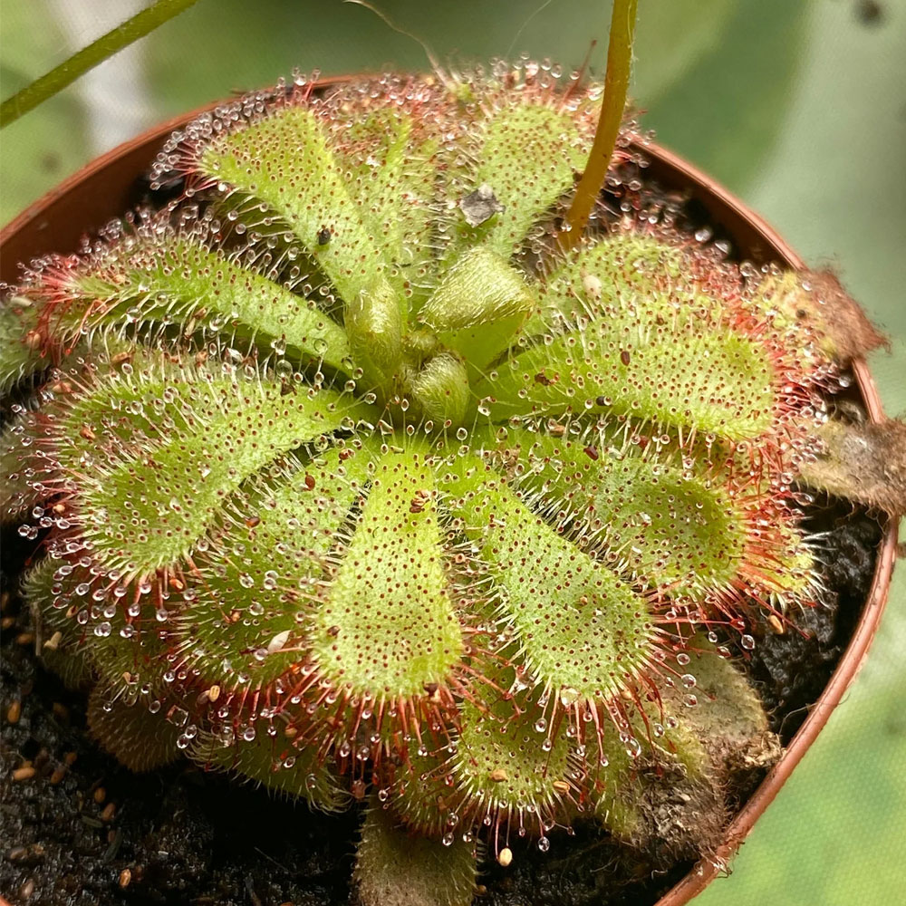 2-inch Drosera Spathulata