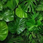 Foliage & Exotics