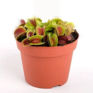 Carnivorous Plants