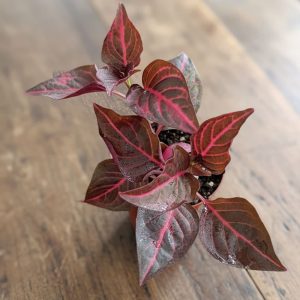 2-inch Iresine herbstii Brilliantissima “Blood Leaf”