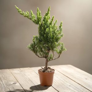 2-inch Pre-Bonsai Juniper San Jose