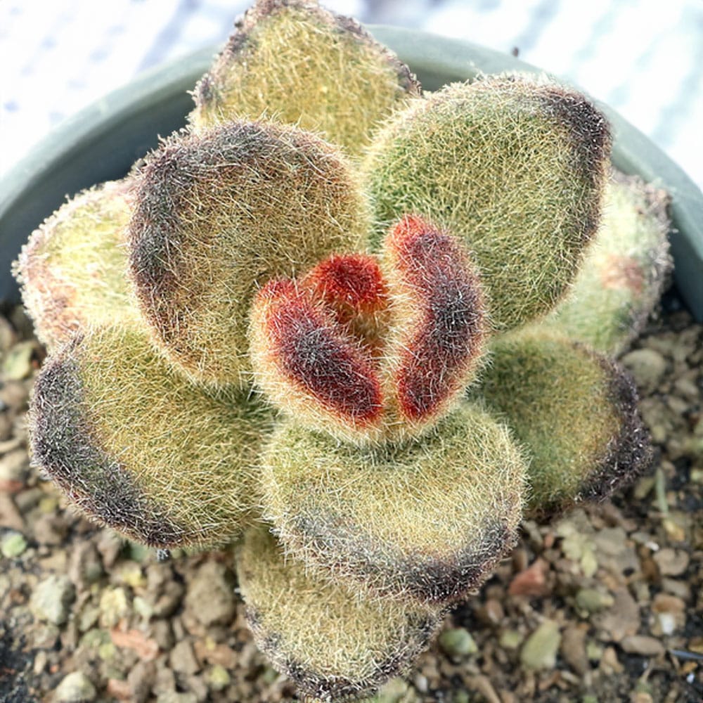 2-inch Kalanchoe Teddy