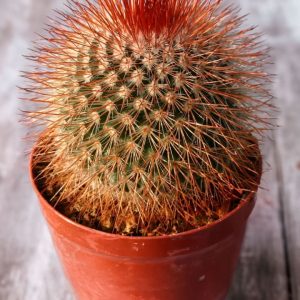 2-inch Cactus Spinosissima Rubrispina