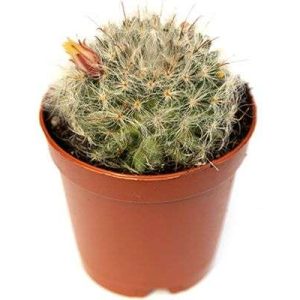 2-inch Bocasana Cactus
