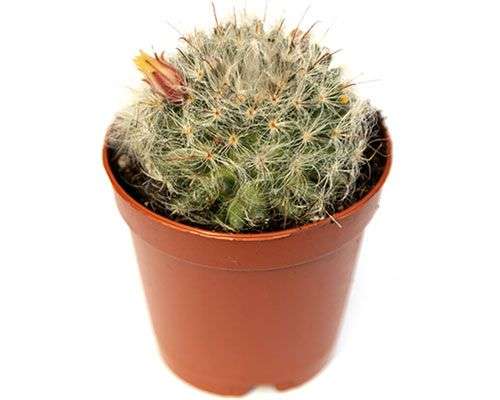 2-inch Bocasana Cactus