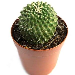 2-inch Spinosissima Cactus