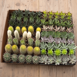 2-inch Max Pack Dry Pack –  90 Assorted Succulents, Cacti, Echeverias & Haworthias