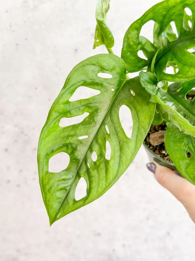 Monstera Adansonii Swiss Cheese Plant - Image 5