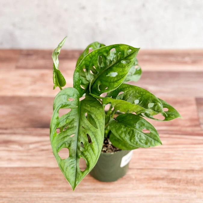 Monstera Adansonii Swiss Cheese Plant - Image 7