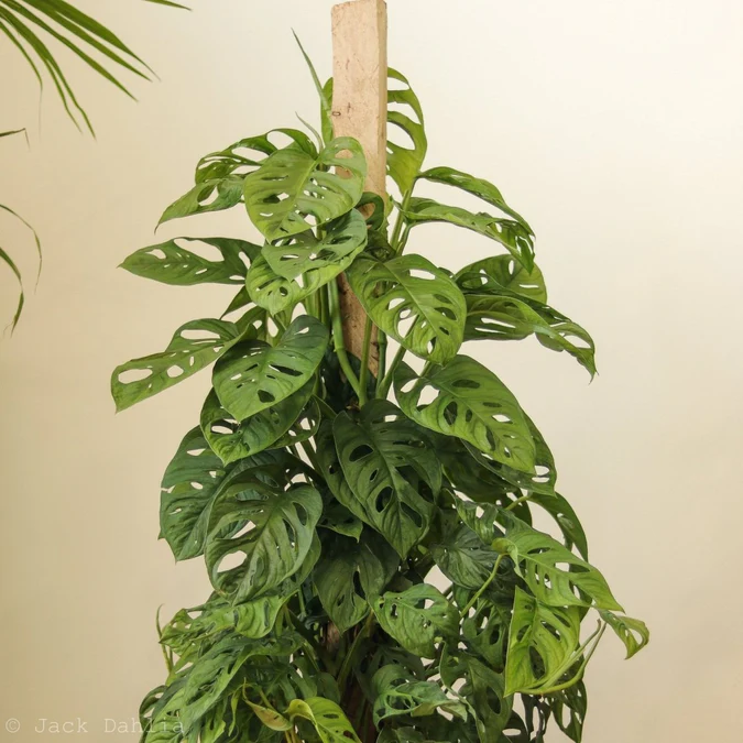 Monstera Adansonii Swiss Cheese Plant - Image 4