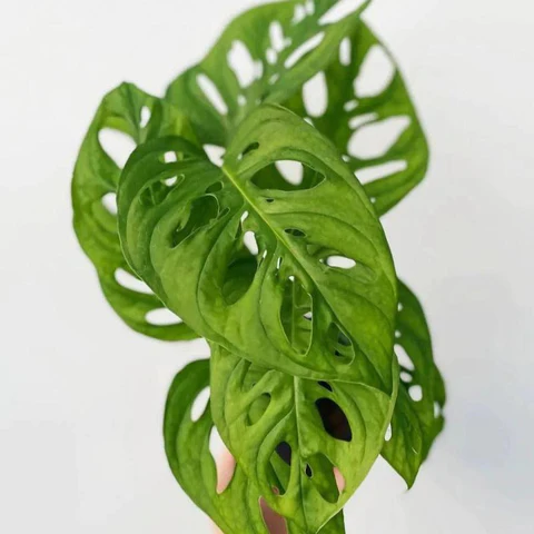 Monstera Adansonii