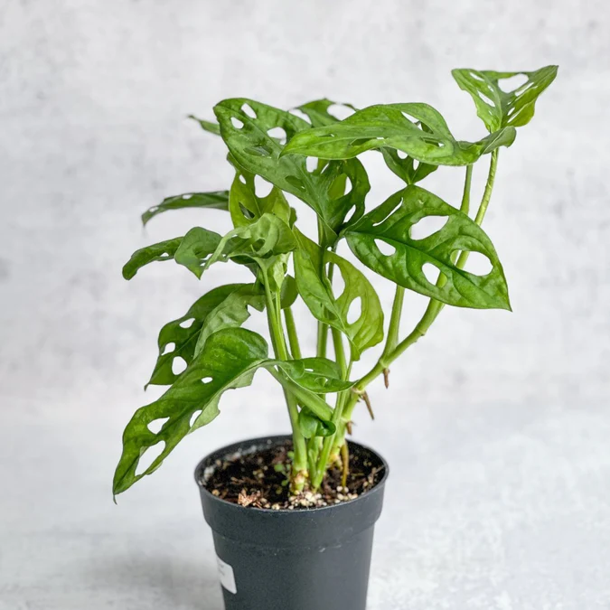 Monstera Adansonii 'Wide Form' 4.5 Inch - Image 2