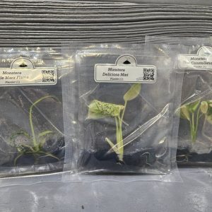 Monstera Madness Bundle - 3 Plantlets