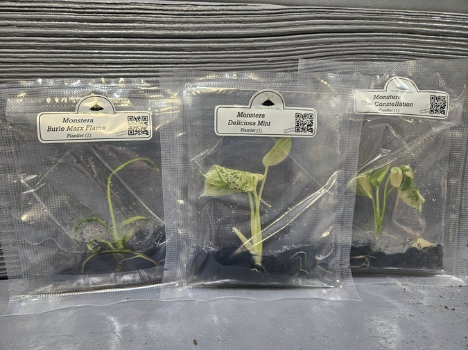 Monstera Madness Bundle - 3 Plantlets