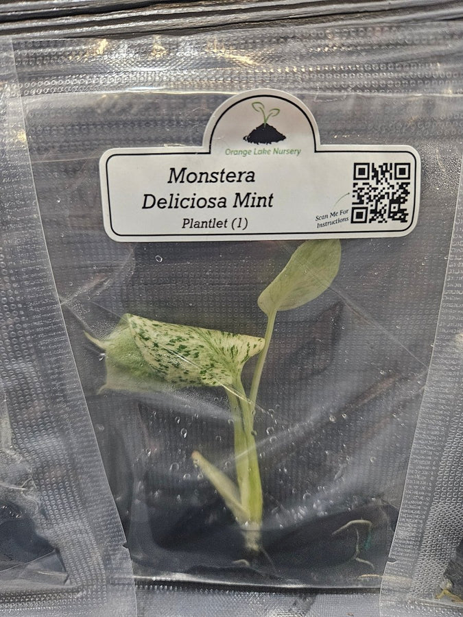 Monstera Madness Bundle - 3 Plantlets - Image 3