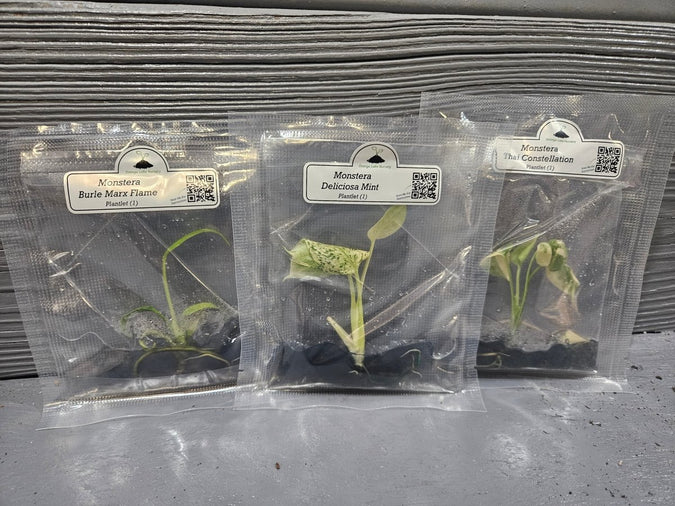 Monstera Madness Bundle - 3 Plantlets - Image 2