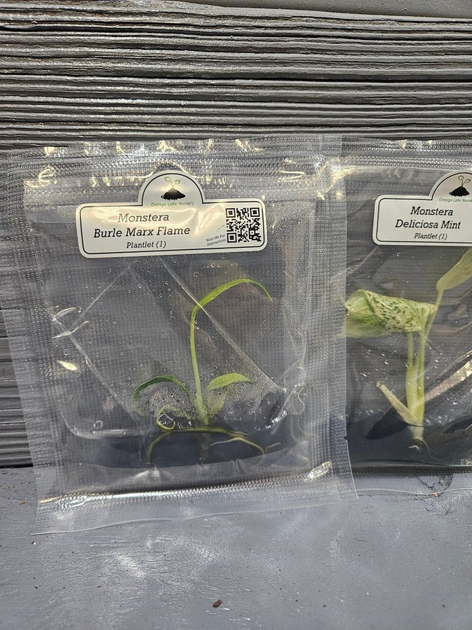 Monstera Madness Bundle - 3 Plantlets - Image 4