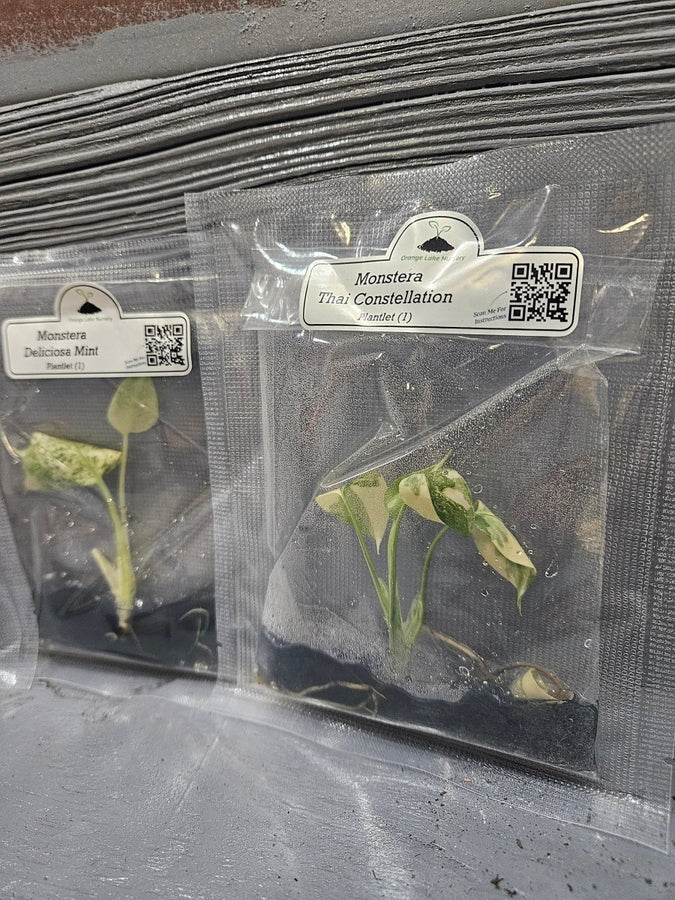 Monstera Madness Bundle - 3 Plantlets - Image 5