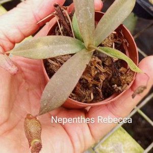 2-inch Nepenthes Rebecca Soper