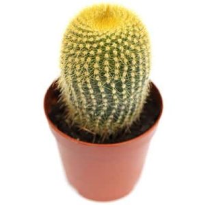 2-inch Leninghausii Cactus