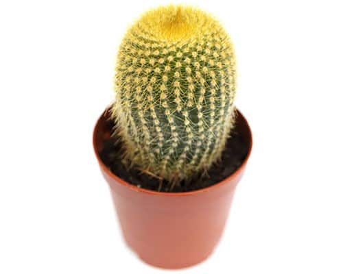 2-inch Leninghausii Cactus