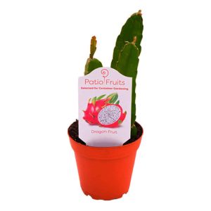 4-inch Dragon Fruit