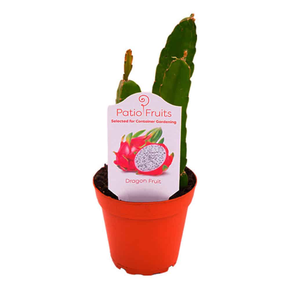 4-inch Dragon Fruit