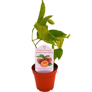 4-inch Passion Fruit